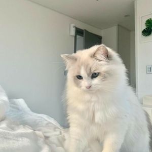 Meet your Posher, Nallely